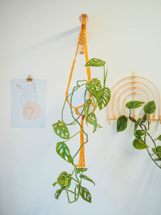 Macrame Plant Hangers | All Colours